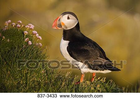 Atlantic puffin (Fratercula arctica) on grass View Large Photo Image Stock Image - Atlantic puffin (Fratercula arctica) on grass. Fotosearch