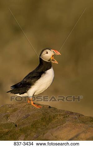 Atlantic puffin (Fratercula arctica) perching on a cliff View Large Photo Image Picture - Atlantic puffin (Fratercula arctica) perching on a cliff. Fotosearch