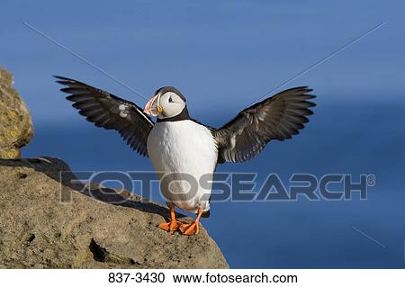 Stock Image - Atlantic puffin (Fratercula arctica) flapping its wings. Fotosearch
