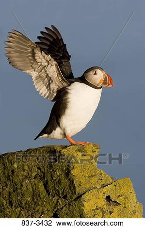 Atlantic Puffin (Fratercula arctica) flapping its wings View Large Photo Image Stock Image - Atlantic Puffin (Fratercula arctica) flapping its wings. Fotosearch