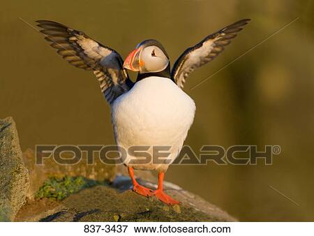 Atlantic puffin (Fratercula arctica) flapping its wings View Large Photo Image Stock Photo - Atlantic puffin (Fratercula arctica) flapping its wings. Fotosearch