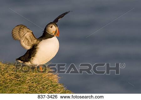 Atlantic puffin (Fratercula arctica) flapping its wings View Large Photo Image Stock Photograph - Atlantic puffin (Fratercula arctica) flapping its wings. Fotosearch