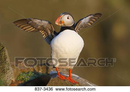 Atlantic puffin (Fratercula arctica) flapping its wings View Large Photo Image Stock Photograph - Atlantic puffin (Fratercula arctica) flapping its wings. Fotosearch