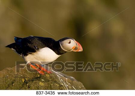 Atlantic puffin (Fratercula arctica) perching on a rock View Large Photo Image Stock Photography - Atlantic puffin (Fratercula arctica) perching on a rock. Fotosearch