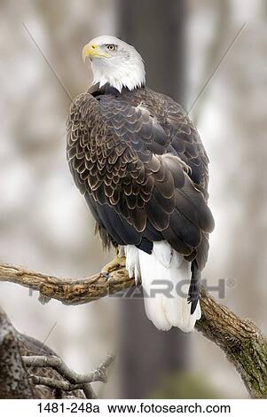 Bald eagle (Haliaeetus leucocephalus) perching on a branch View Large Photo Image Stock Image - Bald eagle (Haliaeetus leucocephalus) perching on a branch. Fotosearch