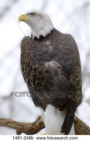 Bald eagle (Haliaeetus leucocephalus) perching on a branch View Large Photo Image Stock Image - Bald eagle (Haliaeetus leucocephalus) perching on a branch. Fotosearch
