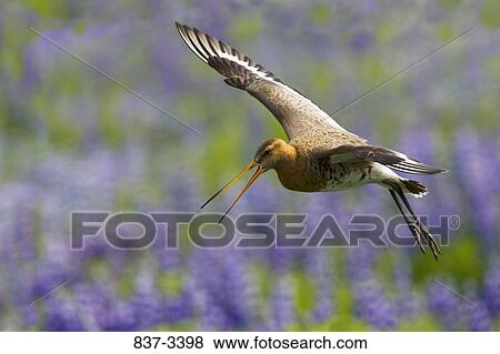 Bar-Tailed godwit (Limosa lapponica) in flight View Large Photo Image Stock Photo - Bar-Tailed godwit (Limosa lapponica) in flight. Fotosearch