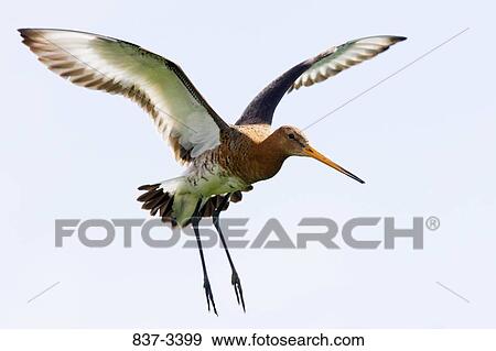 Bar-Tailed godwit (Limosa lapponica) in flight View Large Photo Image Stock Photo - Bar-Tailed godwit (Limosa lapponica) in flight. Fotosearch