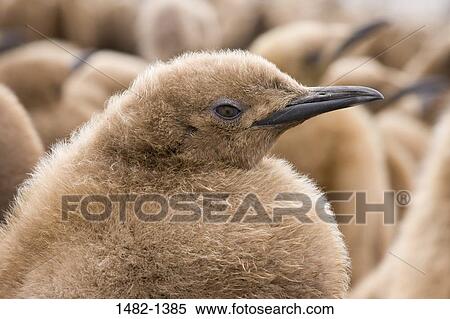 beak, Brown, penguin, fur, bird, day, outdoors View Large Photo Image Stock Photography - beak, Brown, penguin, fur, bird, day, outdoors. Fotosearch