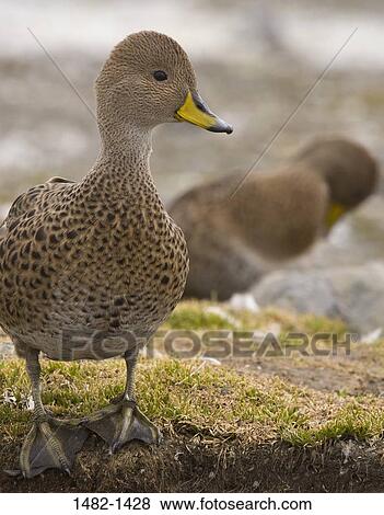 beak, duck, bird, day, outdoors, duckling, close-up View Large Photo Image Stock Photo - beak, duck, bird, day, outdoors, duckling, close-up. Fotosearch