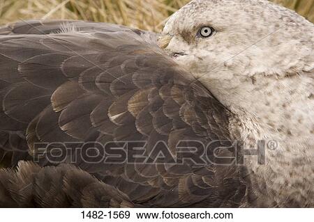 beak, feather, bird, day, cleaning, outdoors, detail View Large Photo Image Stock Photo - beak, feather, bird, day, cleaning, outdoors, detail. Fotosearch