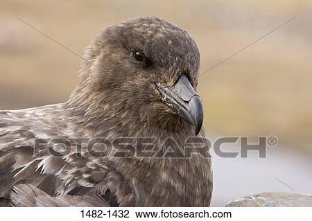 beak, feather, bird, predator, day, outdoors, detail View Large Photo Image Stock Image - beak, feather, bird, predator, day, outdoors, detail. Fotosearch