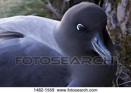 beak, gray, bird, day, outdoors, detail, close-up View Large Photo Image Stock Photo - beak, gray, bird, day, outdoors, detail, close-up. Fotosearch