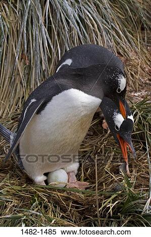 beak, penguin, bird, backpack, day, outdoors, South America View Large Photo Image Stock Photography - beak, penguin, bird, backpack, day, outdoors, South America. Fotosearch