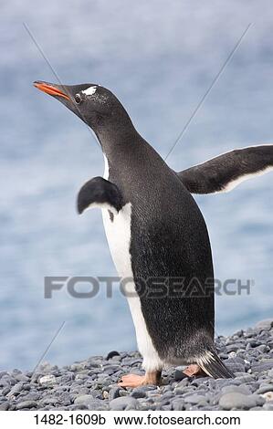 beak, penguin, bird, day, coast, outdoors, pebble View Large Photo Image Stock Image - beak, penguin, bird, day, coast, outdoors, pebble. Fotosearch
