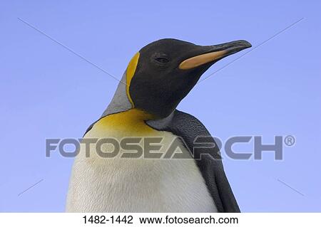 Stock Image - beak, penguin, bird, day, outdoors, South America, close-up. Fotosearch