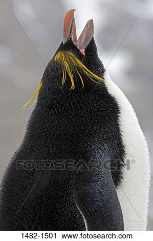 beak, penguin, bird, day, outdoors, South America, noise View Large Photo Image Stock Image - beak, penguin, bird, day, outdoors, South America, noise. Fotosearch