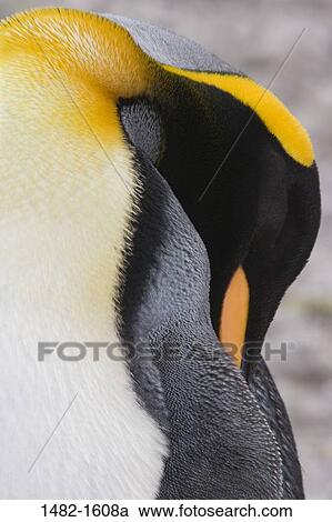 beak, penguin, yellow, bird, day, cleaning, outdoors View Large Photo Image Stock Image - beak, penguin, yellow, bird, day, cleaning, outdoors. Fotosearch
