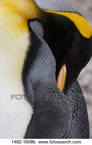 beak, penguin, yellow, bird, day, cleaning, outdoors View Large Photo Image Stock Image - beak, penguin, yellow, bird, day, cleaning, outdoors. Fotosearch