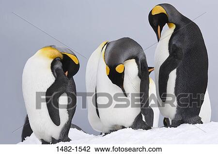 beak, snow, penguin, yellow, bird, day, cold View Large Photo Image Stock Image - beak, snow, penguin, yellow, bird, day, cold. Fotosearch