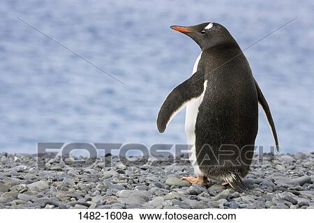 beak, water, penguin, sea, bird, day, coast View Large Photo Image Stock Image - beak, water, penguin, sea, bird, day, coast. Fotosearch