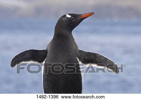 beak, water, penguin, sea, bird, day, outdoors View Large Photo Image Stock Photograph - beak, water, penguin, sea, bird, day, outdoors. Fotosearch