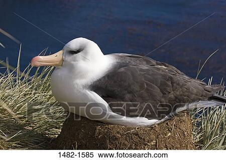 beak, water, sea, perching, bird, day, outdoors View Large Photo Image Stock Photography - beak, water, sea, perching, bird, day, outdoors. Fotosearch