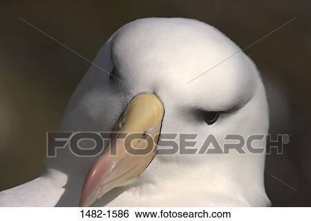 beak, white, bird, day, outdoors, detail, close-up View Large Photo Image Stock Photograph - beak, white, bird, day, outdoors, detail, close-up. Fotosearch