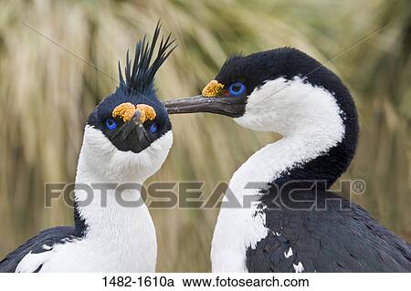 beak, white, black, yellow, bird, day, outdoors View Large Photo Image Stock Image - beak, white, black, yellow, bird, day, outdoors. Fotosearch