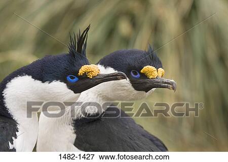 beak, white, black, yellow, bird, day, outdoors View Large Photo Image Stock Photo - beak, white, black, yellow, bird, day, outdoors. Fotosearch