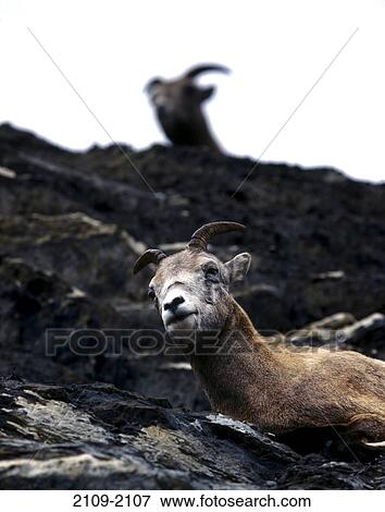 Bighorn sheep (Ovis Canadensis) sitting on a rock, Canadian Rockies, Jasper National Park, Alberta, Canada View Large Photo Image Stock Photo - Bighorn sheep (Ovis Canadensis) sitting on a rock, Canadian Rockies, Jasper National Park, Alberta, Canada. Fotosearch