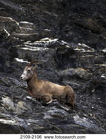 Bighorn sheep (Ovis Canadensis) sitting on a rock, Canadian Rockies, Jasper National Park, Alberta, Canada View Large Photo Image Stock Photograph - Bighorn sheep (Ovis Canadensis) sitting on a rock, Canadian Rockies, Jasper National Park, Alberta, Canada. Fotosearch