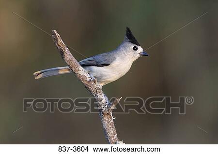 Black-Crested titmouse (Baeolophus atricristatus) perching on a branch View Large Photo Image Picture - Black-Crested titmouse (Baeolophus atricristatus) perching on a branch. Fotosearch