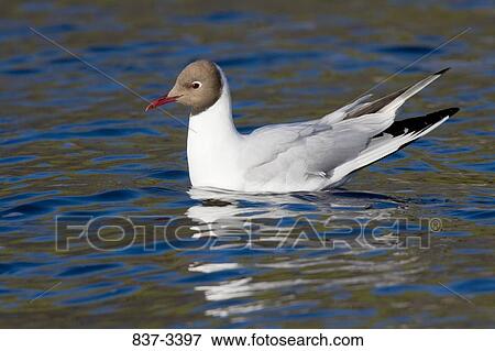 Black-Headed Gull (Larus ridibundus) swimming in water View Large Photo Image Stock Photo - Black-Headed Gull (Larus ridibundus) swimming in water. Fotosearch