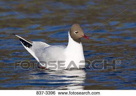 Stock Photograph - Black-Headed Gull (Larus ridibundus) swimming in water. Fotosearch