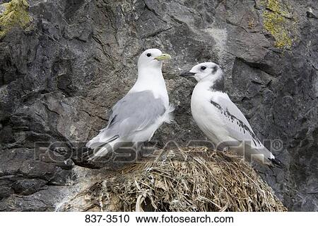 Black-Legged kittiwake (Rissa tridactyla) with its young one in nest View Large Photo Image Stock Image - Black-Legged kittiwake (Rissa tridactyla) with its young one in nest. Fotosearch