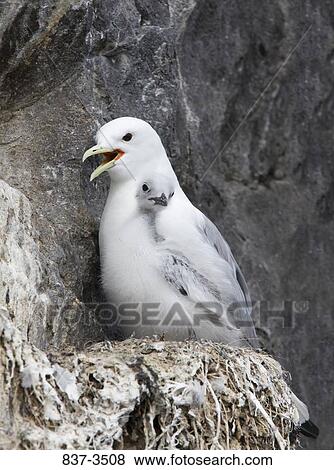 Black-Legged kittiwake (Rissa tridactyla) with its young one in nest View Large Photo Image Stock Photo - Black-Legged kittiwake (Rissa tridactyla) with its young one in nest. Fotosearch