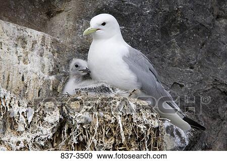 Black-Legged kittiwake (Rissa tridactyla) with its young one in nest View Large Photo Image Stock Photo - Black-Legged kittiwake (Rissa tridactyla) with its young one in nest. Fotosearch