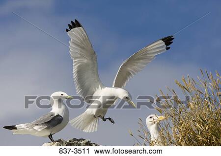 Black-legged kittiwakes (Rissa tridactyla) landing on a rock View Large Photo Image Stock Image - Black-legged kittiwakes (Rissa tridactyla) landing on a rock. Fotosearch