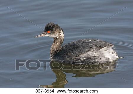 Picture - Black-Necked grebe (Podiceps nigricollis) swimming in a pond. Fotosearch