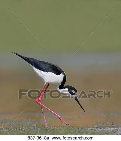 Black-Necked stilt (Himantopus mexicanus) foraging View Large Photo Image Stock Image - Black-Necked stilt (Himantopus mexicanus) foraging. Fotosearch