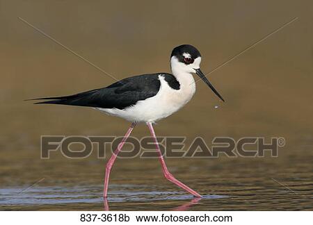 Black-Necked stilt (Himantopus mexicanus) foraging View Large Photo Image Stock Image - Black-Necked stilt (Himantopus mexicanus) foraging. Fotosearch