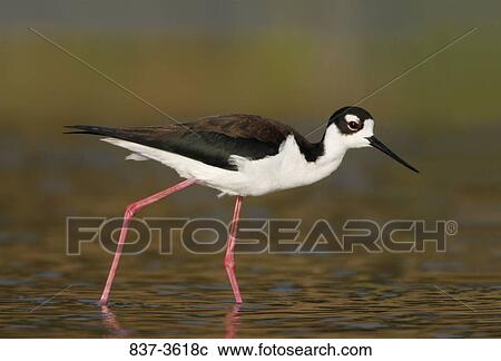 Black-Necked stilt (Himantopus mexicanus) foraging View Large Photo Image Stock Image - Black-Necked stilt (Himantopus mexicanus) foraging. Fotosearch
