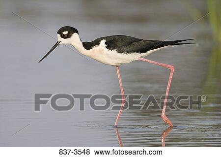 Black-Necked stilt (Himantopus mexicanus) foraging View Large Photo Image Stock Photo - Black-Necked stilt (Himantopus mexicanus) foraging. Fotosearch