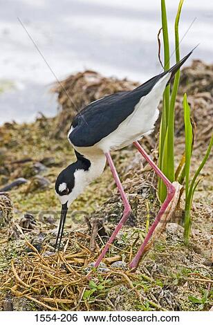 Black-Necked stilt (Himantopus mexicanus) searching for food View Large Photo Image Stock Photograph - Black-Necked stilt (Himantopus mexicanus) searching for food. Fotosearch
