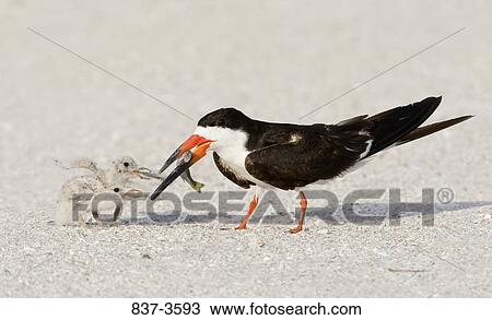 Stock Image - Black skimmer (Rynchops niger) feeding its chicks. Fotosearch