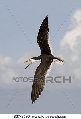 Black skimmer (Rynchops niger) flying over the sea View Large Photo Image Stock Image - Black skimmer (Rynchops niger) flying over the sea. Fotosearch