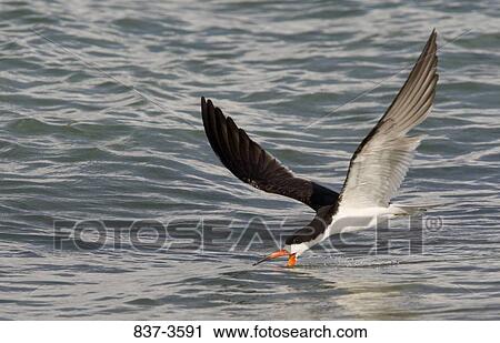 Stock Image - Black skimmer (Rynchops niger) flying over the sea. Fotosearch