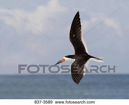 Black skimmer (Rynchops niger) flying over the sea View Large Photo Image Stock Photo - Black skimmer (Rynchops niger) flying over the sea. Fotosearch