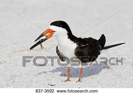 Black skimmer (Rynchops niger) with a fish in its beak View Large Photo Image Stock Image - Black skimmer (Rynchops niger) with a fish in its beak. Fotosearch